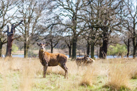 Deer in spring in Richmond park, Londonの写真素材