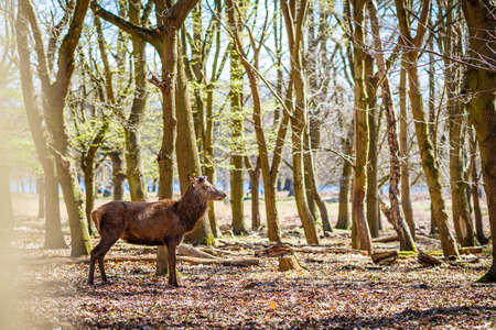 Deer in spring in Richmond park, Londonの写真素材