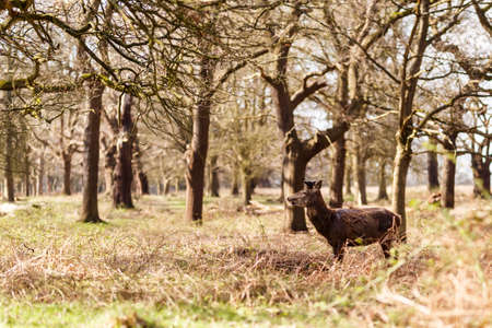 Deer in spring in Richmond park, Londonの写真素材