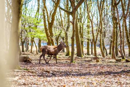 Deer in spring in Richmond park, Londonの写真素材