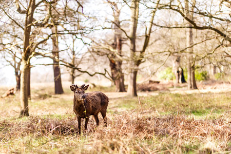 Deer in spring in Richmond park, Londonの写真素材