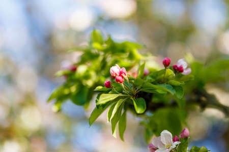 Blossoming tree in the parkの写真素材