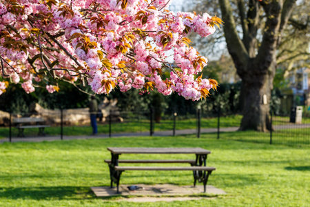 Blossoming tree in the park
