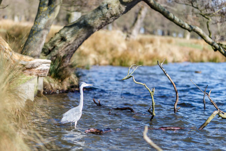Waterfowl in spring in Richmond parkの写真素材
