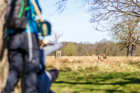 Deer in spring in Richmond park, Londonの写真素材