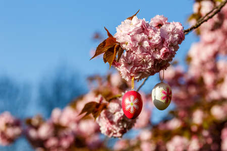Blossoming tree decorated by Easter eggの写真素材