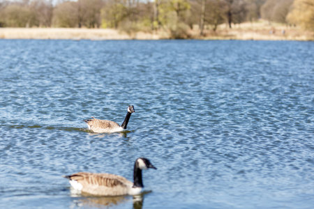 Waterfowl in spring in Richmond park