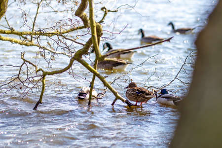 Waterfowl in spring in Richmond parkの写真素材