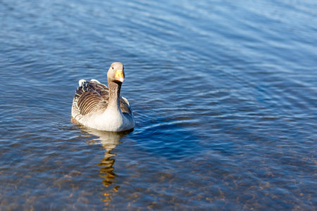 Waterfowl in spring in Richmond parkの写真素材
