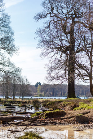 Swamp in Richmond park, London