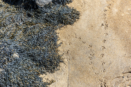 Bird tracks on island near Edinburgh, Scotland