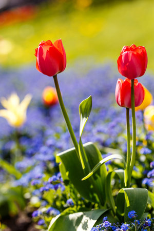Spring tulips in Edinbourghの写真素材