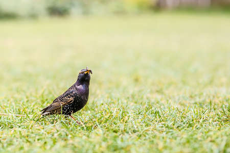 Starling on the grass in the Hyde park, Londonの写真素材