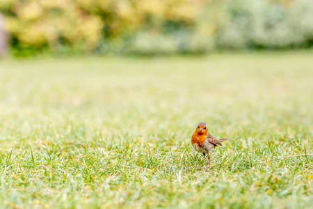 Robin on the grass in the Hyde park, Londonの写真素材