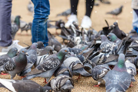Children feeding birds in the Hyde park, Londonの写真素材