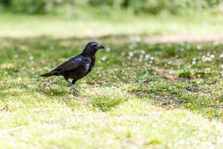 Nunhead cemetry in springの写真素材