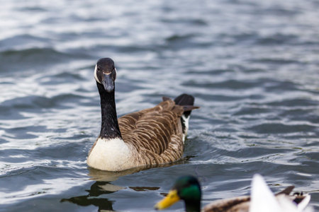 Birds in the round pool of Kensington gardens, Londonの写真素材