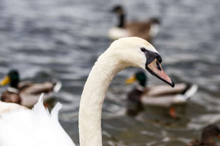 Birds in the round pool of Kensington gardens, Londonの写真素材
