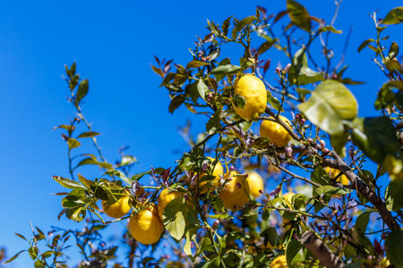 Lemon tree in Spainの写真素材