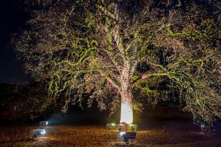 Kew Gardens in Christmas time, London, UK