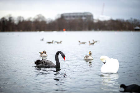 Swan in the round pond of Hyde park in winter, London, UKの写真素材