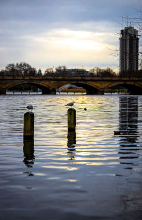 Gulls in the pond of Hyde park in winter, London, UKの写真素材