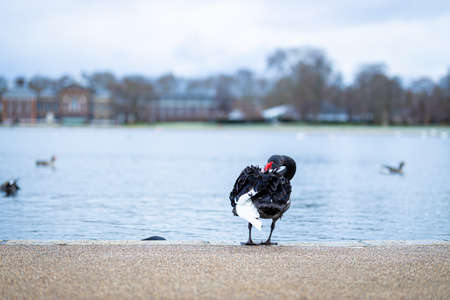 Swan in the round pond of Hyde park in winter, London, UKの写真素材