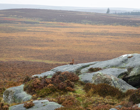 View of Red grouse at Stanage Edge in Peak district, an upland area in England at the southern end of the Pennines, UKの写真素材
