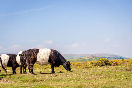 Cows of Dartmoor National Park, a vast moorland in the county of Devon, in southwest England, UKの写真素材