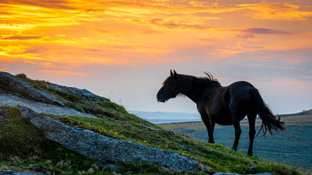 Ponies of Dartmoor National Park, a vast moorland in the county of Devon, in southwest England, UKの写真素材