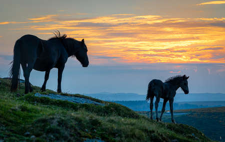 Ponies of Dartmoor National Park, a vast moorland in the county of Devon, in southwest England, UKの写真素材