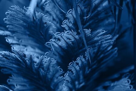 The aspidistra leaves in a classic blue color.の写真素材