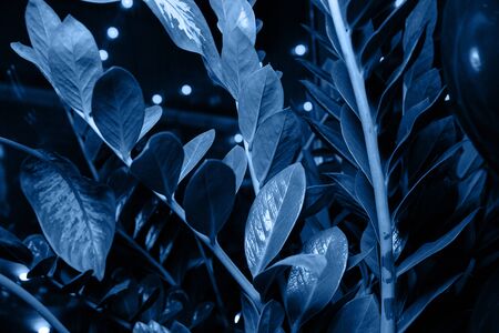 Homemade plant Zamioculcas.の写真素材