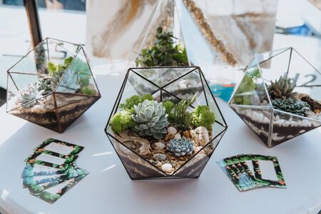 Miniature Succulent Plants in transparent pots standing on a transparent table.の写真素材