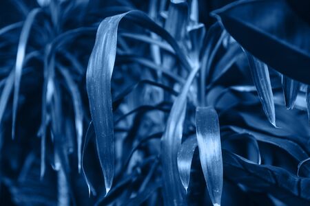 Dracaena plant in a blue color.の写真素材