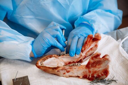 The process of training in dentistry. Pig jaw as a learning tool in apical surgery.の写真素材
