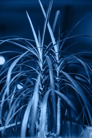 Dracaena plant in a blue color.の写真素材