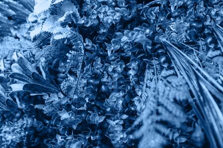 Many small blue leaves in a classic blue color.の写真素材