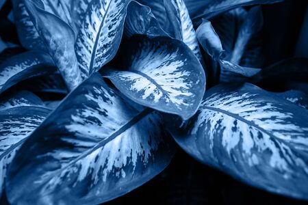 The dieffenbachia plant or dumb cane.の写真素材