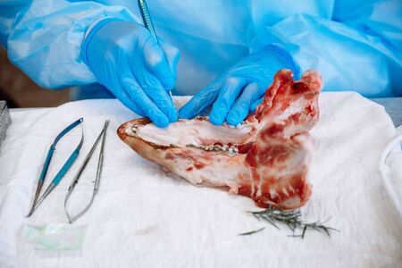 The process of training in dentistry. Pig jaw as a learning tool in apical surgery.の写真素材