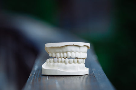 Plastic jaw model for stomatology and maxillofacial surgery.
