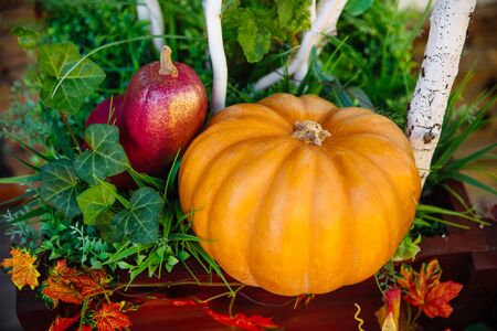 Beautiful and cute pumpkins.Beautiful and cute pumpkins. Pumpkins lie on the green grass and leaves.の写真素材