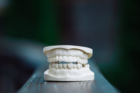 Plastic jaw model for stomatology and maxillofacial surgery.