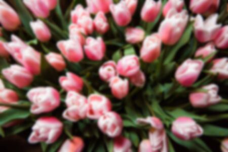 Abstract blur bouquet of pink tulips. Defocus. Flat lay .の写真素材