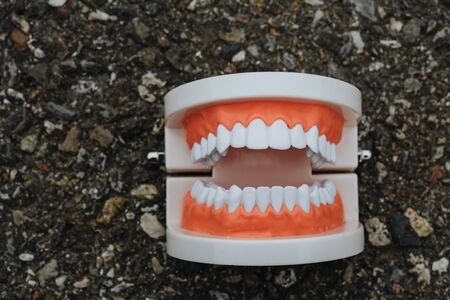 The anatomical model of the jaw lies on gray asphalt.の写真素材