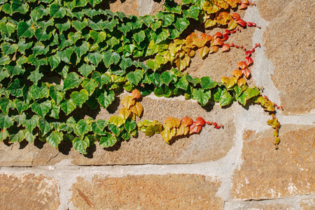 Ivy is growing along the wall of the fence. Ivy has yellow, red and green leaves. Decorative, floral.の写真素材