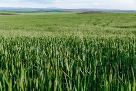 Green wheat field under the blue sky. Summer landscape.の写真素材