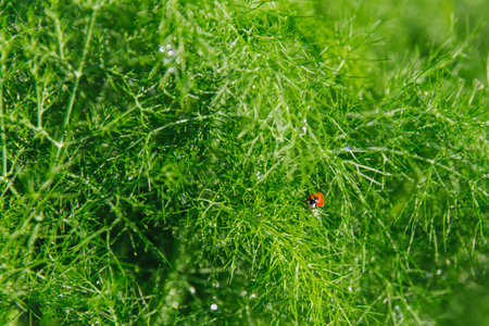 A beautiful ladybug is sitting on a green dill. Shining droplets of water after rain hang on dill. Natural background.の写真素材