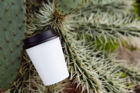 A white paper coffee cup lies on the spines of a cactus. Take away. Close upの写真素材