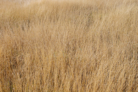 Yellow field. Dry grass field. Grassland background